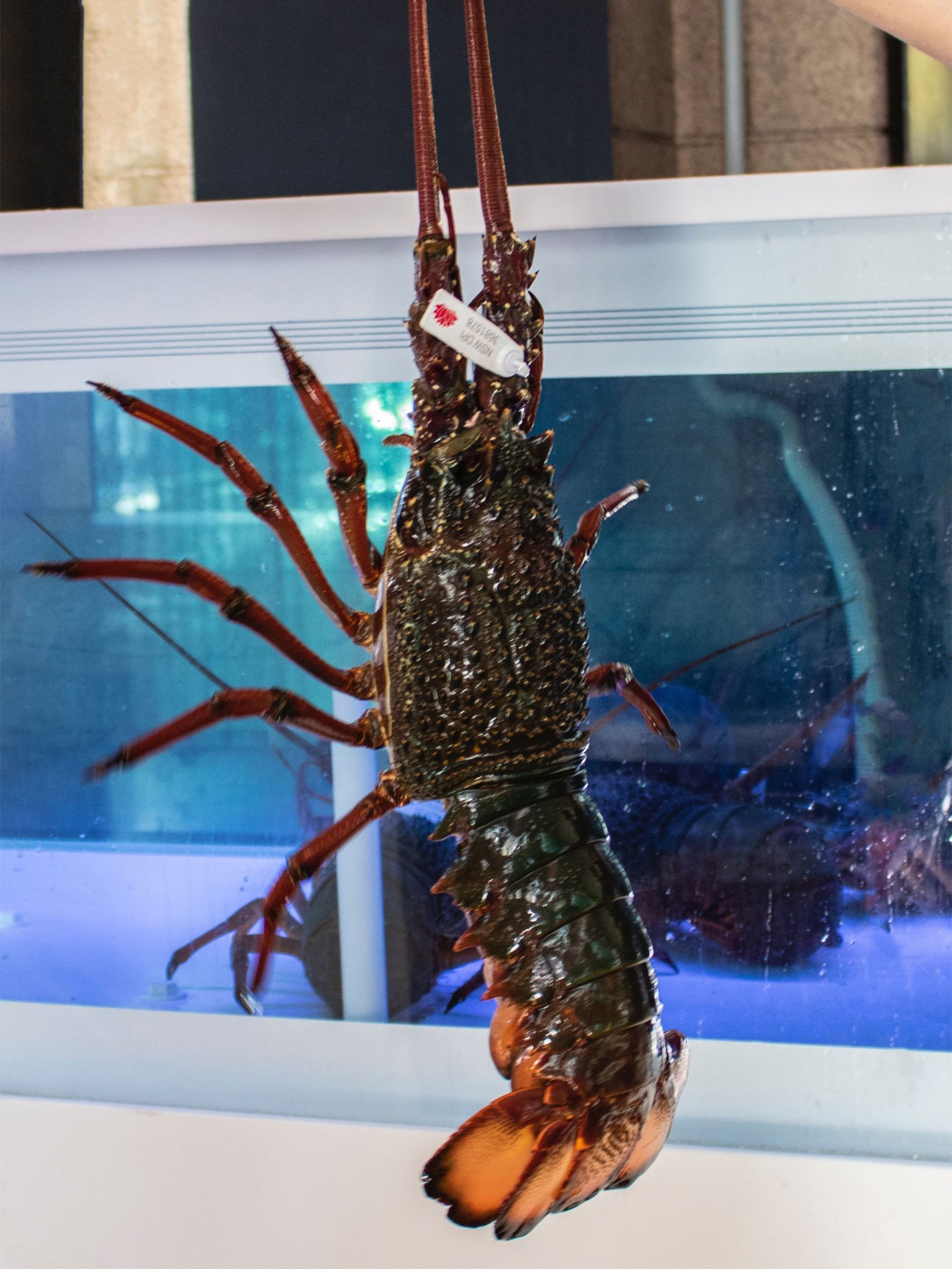The secret of keeping the ‘freshness’ of the lobsters at Nick’s restaurants The secret of keeping the ‘freshness’ of the lobsters at Nick’s restaurants